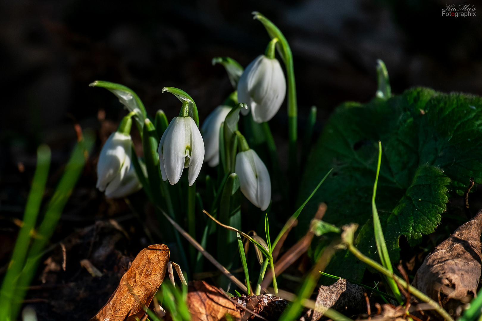 Die Frühlingsvorboten