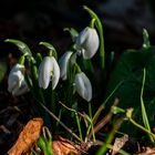 Die Frühlingsvorboten