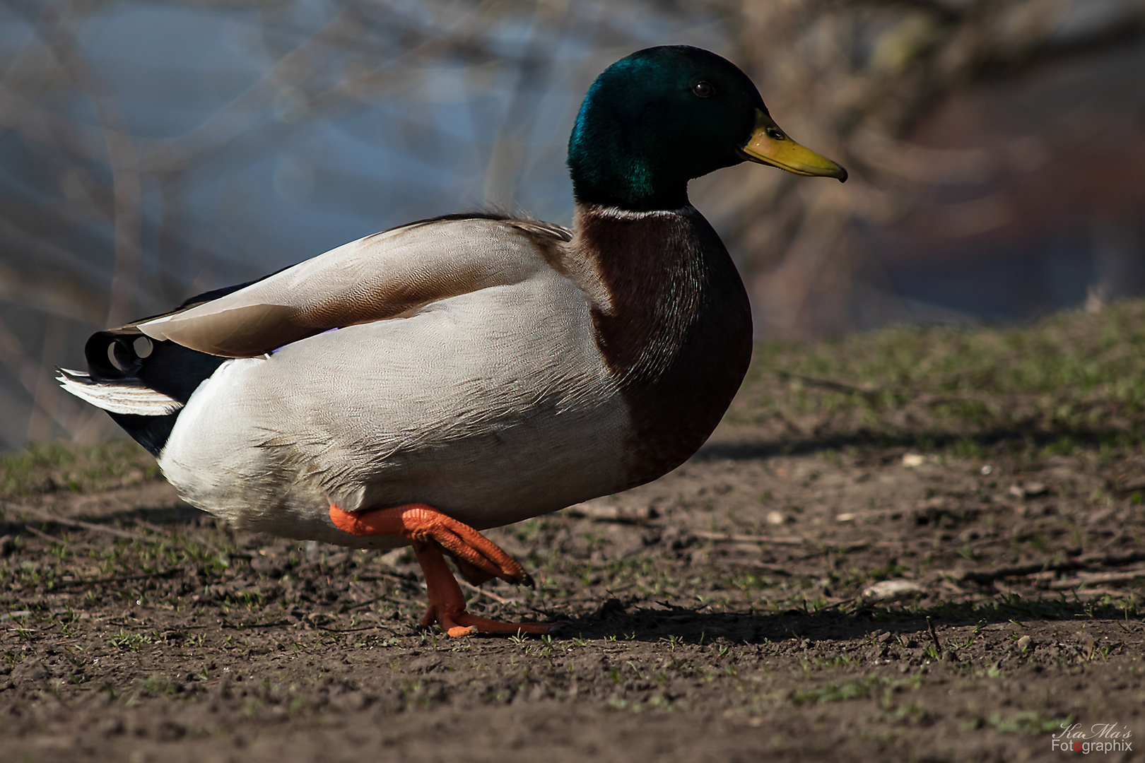 Die Frühsport-Ente