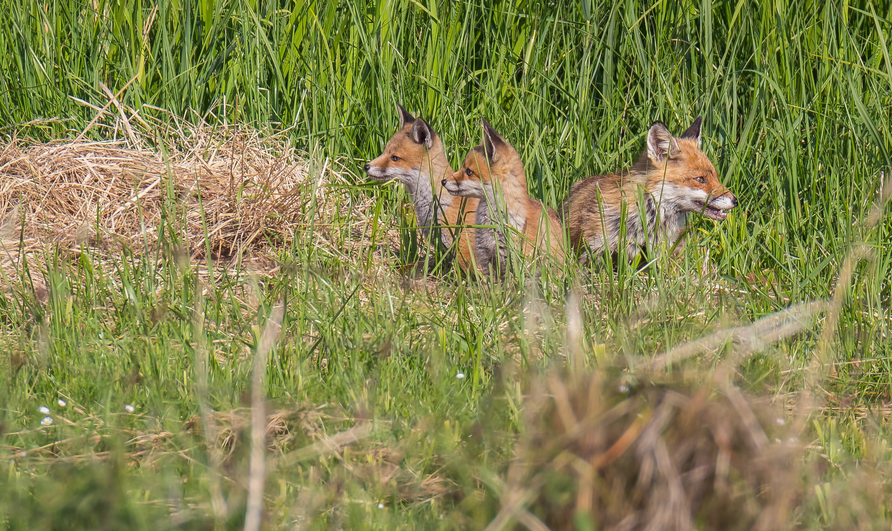 Die Fuchsfamilie ...