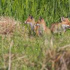 Die Fuchsfamilie ...