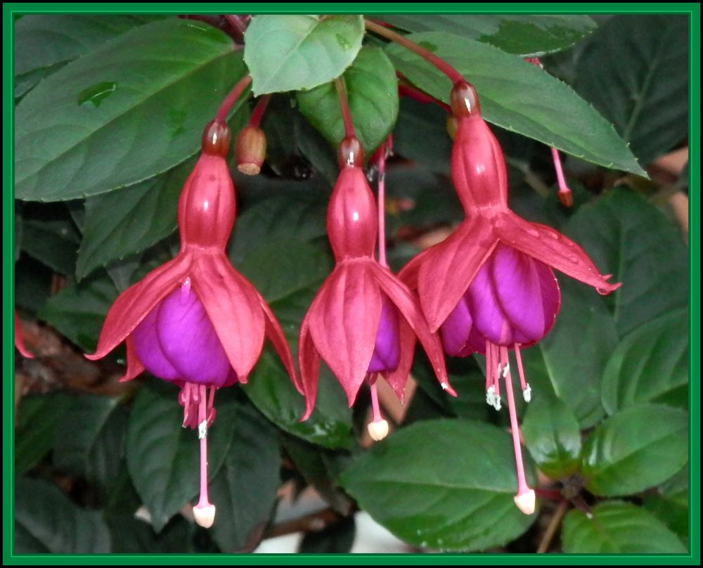 Die Fuchsien blühen auch noch Foto & Bild | pflanzen, pilze & flechten ...