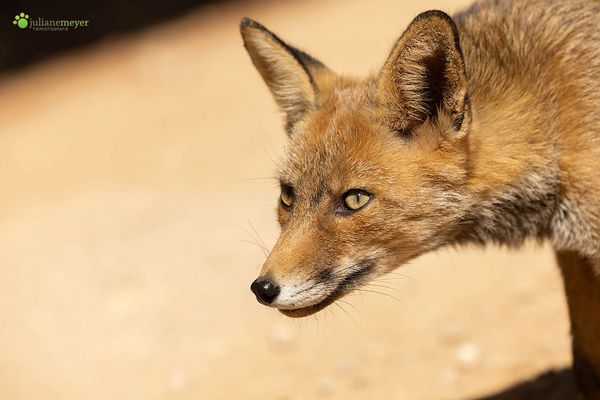 Die Füchse der Sierra Segura