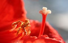 Die Fühler der Amaryllis