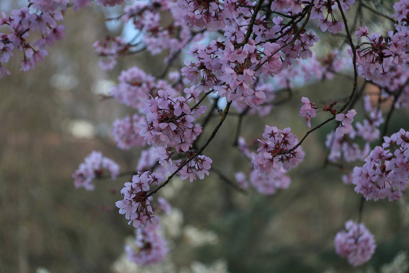 Die Fülle des Frühlings