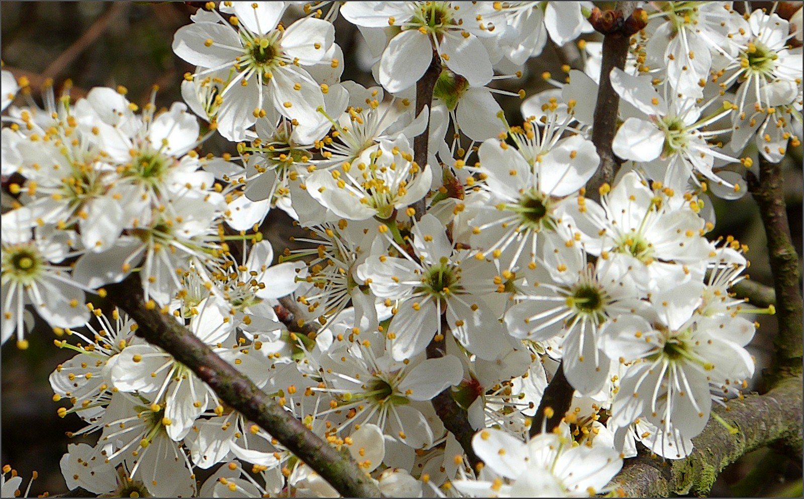 Die Fülle des Frühlings