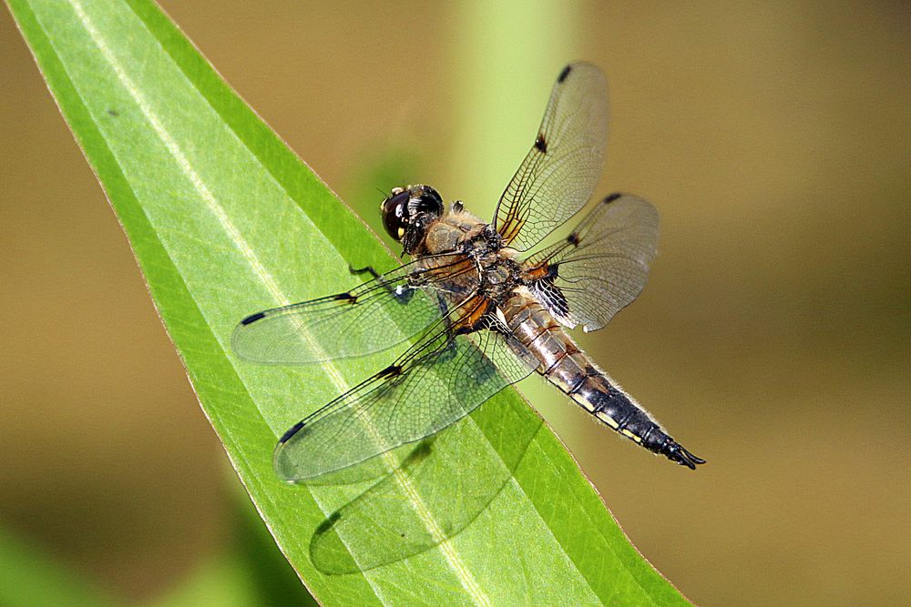 die fünf Flügel der Libelle Foto & Bild natur, libelle, insekten Bilder auf die fünf Flügel der Libelle Foto & Bild natur, libelle, insekten Bilder auf