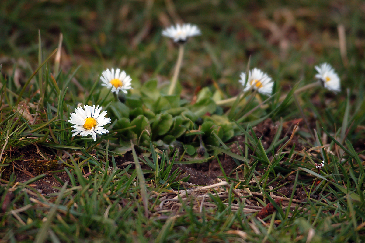 Die fünf Gänseblümchen...