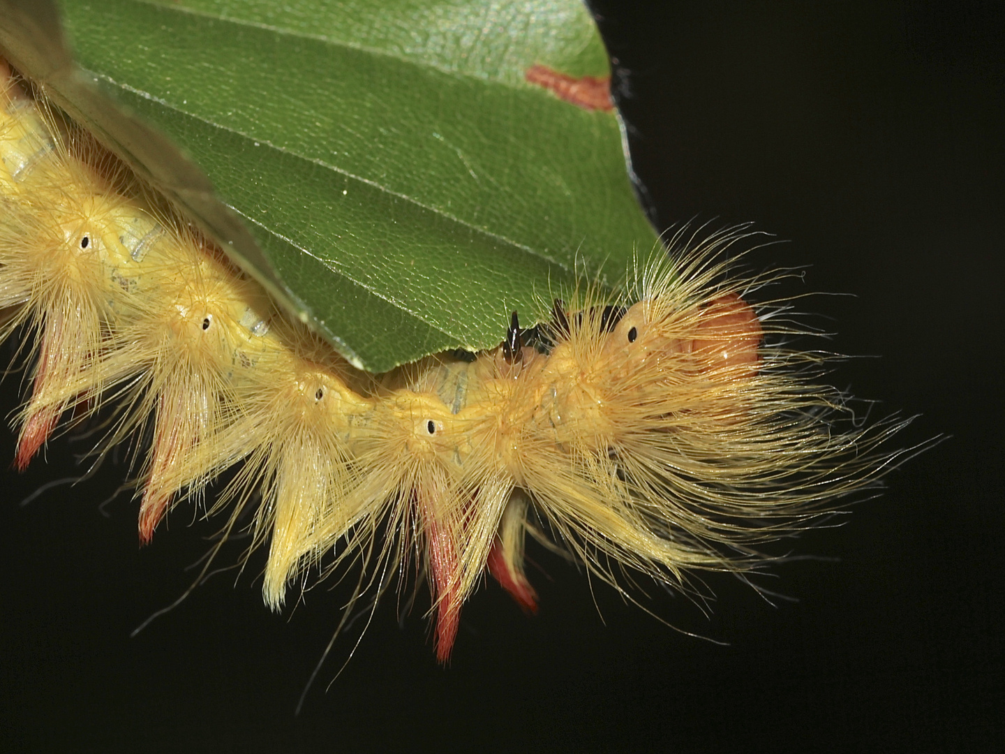 Die Füßchen der AhornRindeneule (Acronicta aceris) Foto & Bild