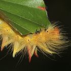 Die Füßchen der Ahorn-Rindeneule (Acronicta aceris) ...