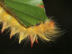 Die Füßchen der Ahorn-Rindeneule (Acronicta aceris) ...