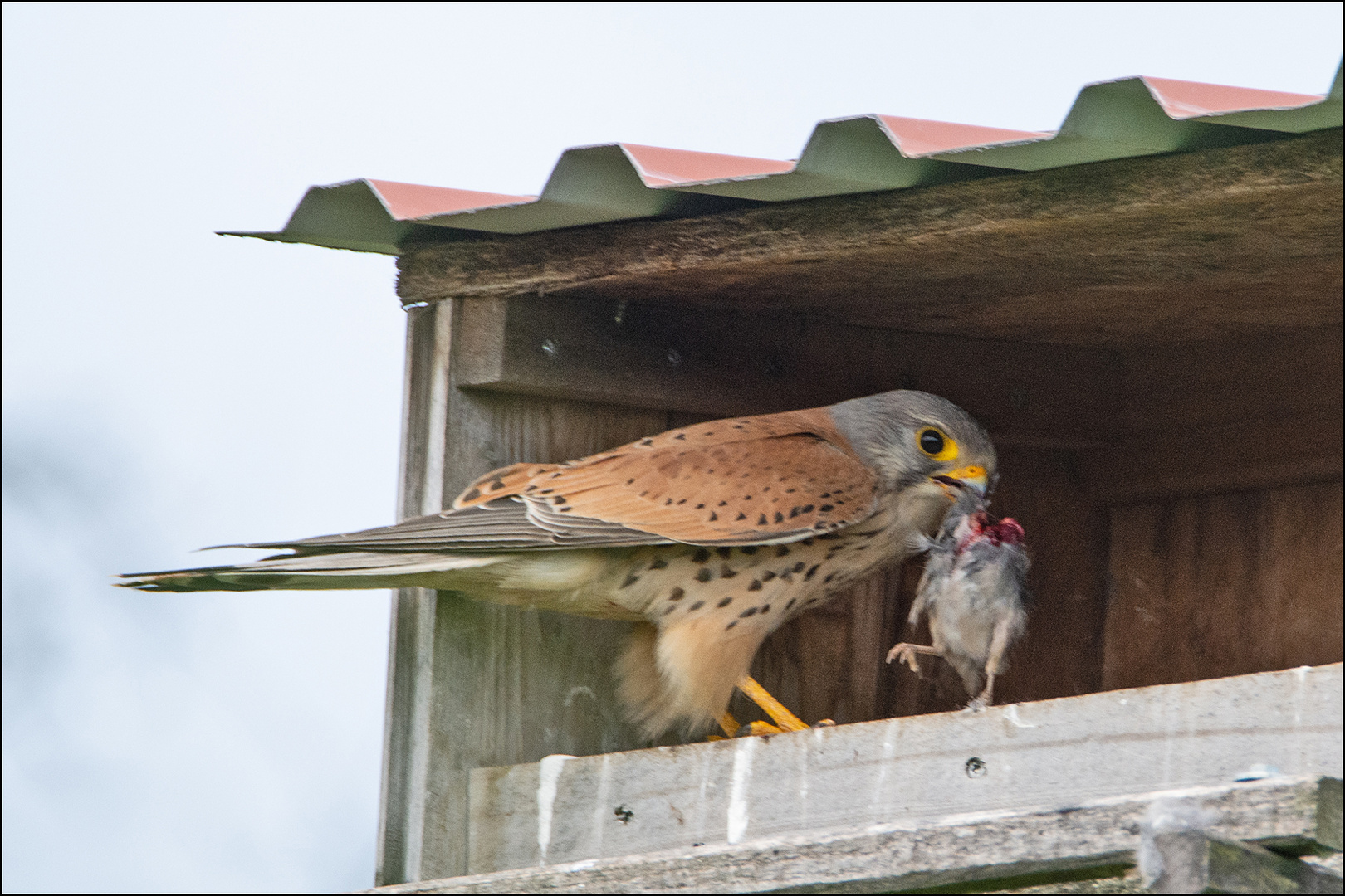 Die Fütterung der Jungfalken und ihr (1). . .