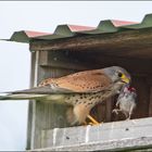 Die Fütterung der Jungfalken und ihr (1). . .