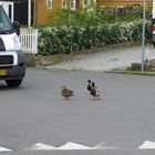 Die Fußgänger erschnattern sich lautstark den Vortritt