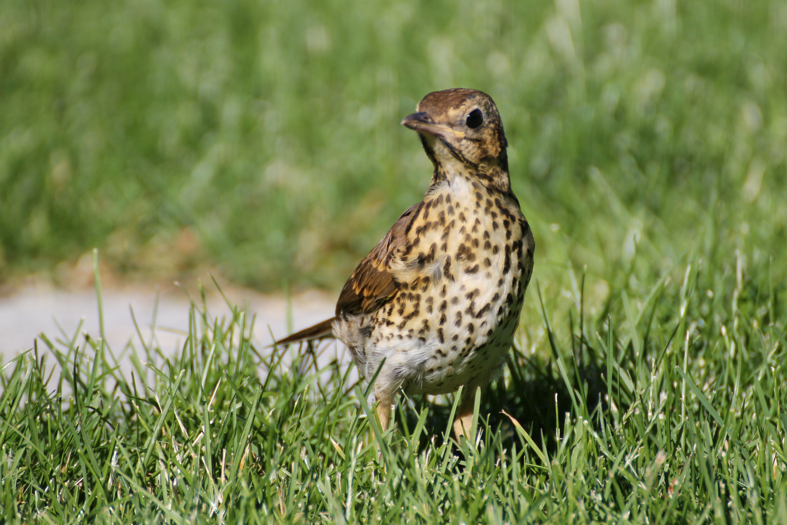 Die Futtersuche der Drossel Foto & Bild | tiere, wildlife ...