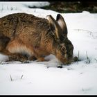 Die Futtersuche ist für dieses Ostertier zur Zeit etwas mühsam. Nur ganz kleine Eier diesmal.