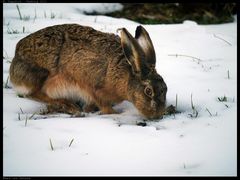 Die Futtersuche ist für dieses Ostertier zur Zeit etwas mühsam. Nur ganz kleine Eier diesmal.