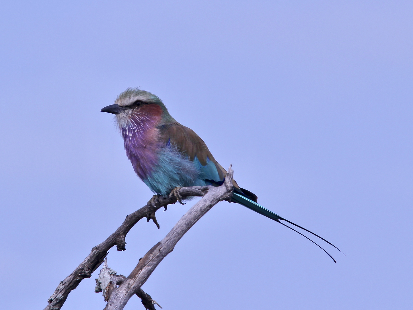 Die Gabelracke (Coracias caudatus), der Lilac-breasted Roller ...