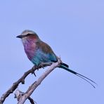 Die Gabelracke (Coracias caudatus), der Lilac-breasted Roller ...