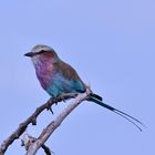 Die Gabelracke (Coracias caudatus), der Lilac-breasted Roller ...