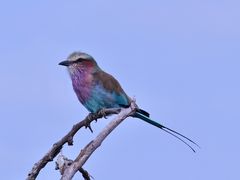 Die Gabelracke (Coracias caudatus), der Lilac-breasted Roller ...