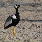 Die Gacketrappe, ein auffälliger Vogel