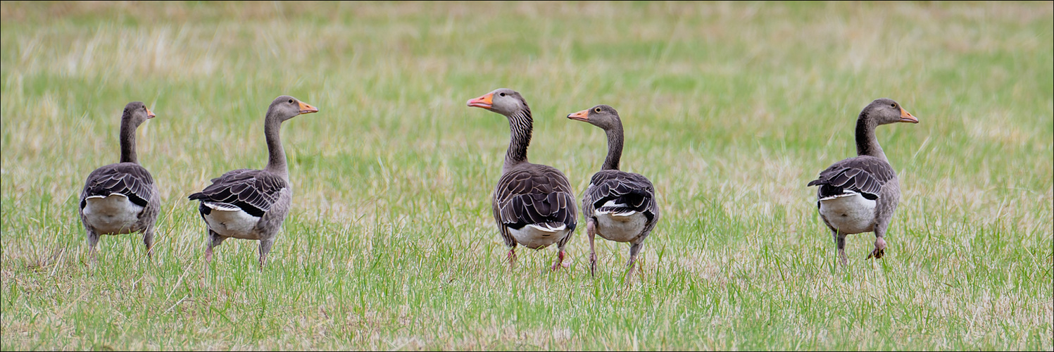 Die Gänse