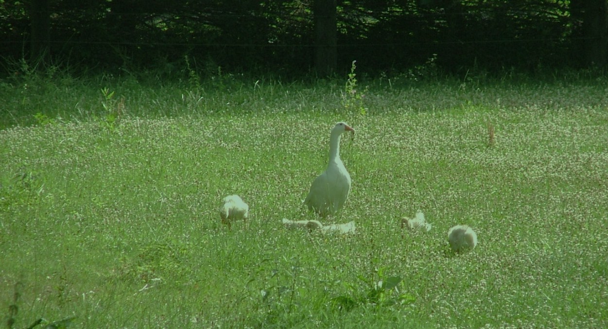 Die "Gänse-Blümchen-Wiese"