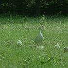 Die "Gänse-Blümchen-Wiese"