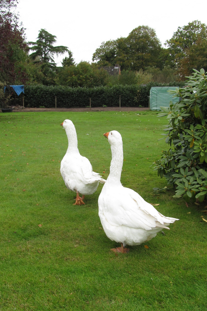 Die Gänse des Nachbarn ...