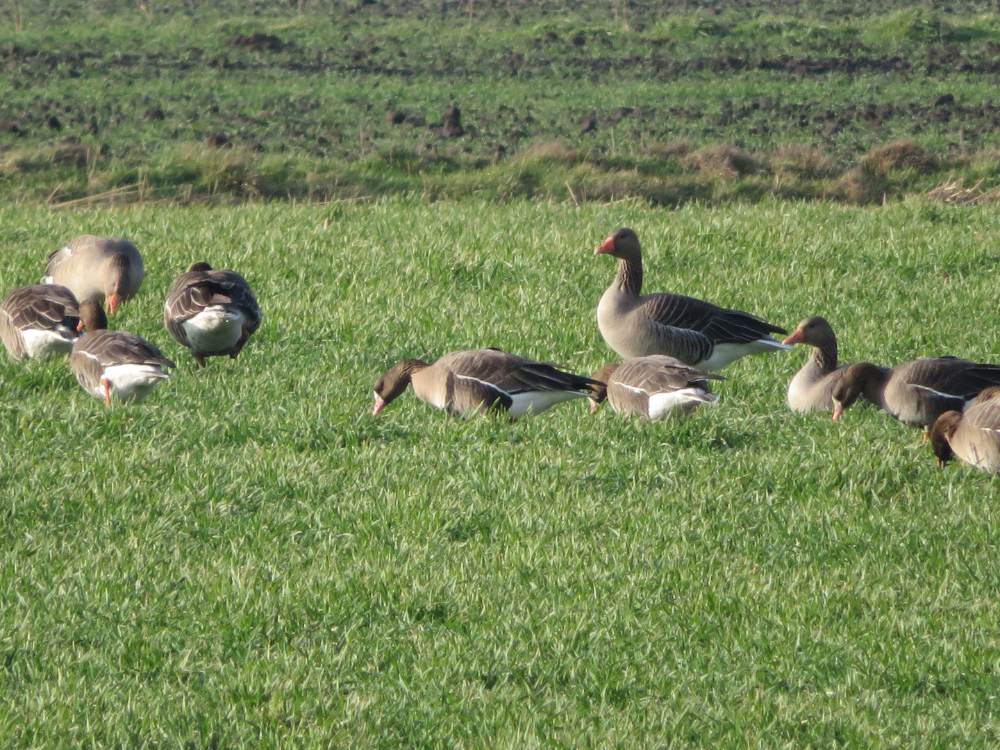 Die Gänse etwas näher