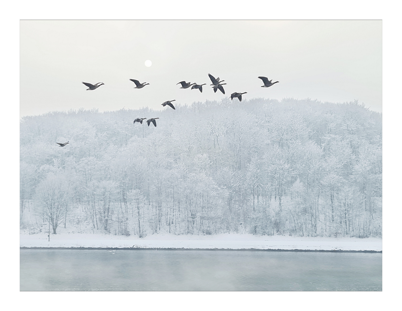 Die Gänse fliegen