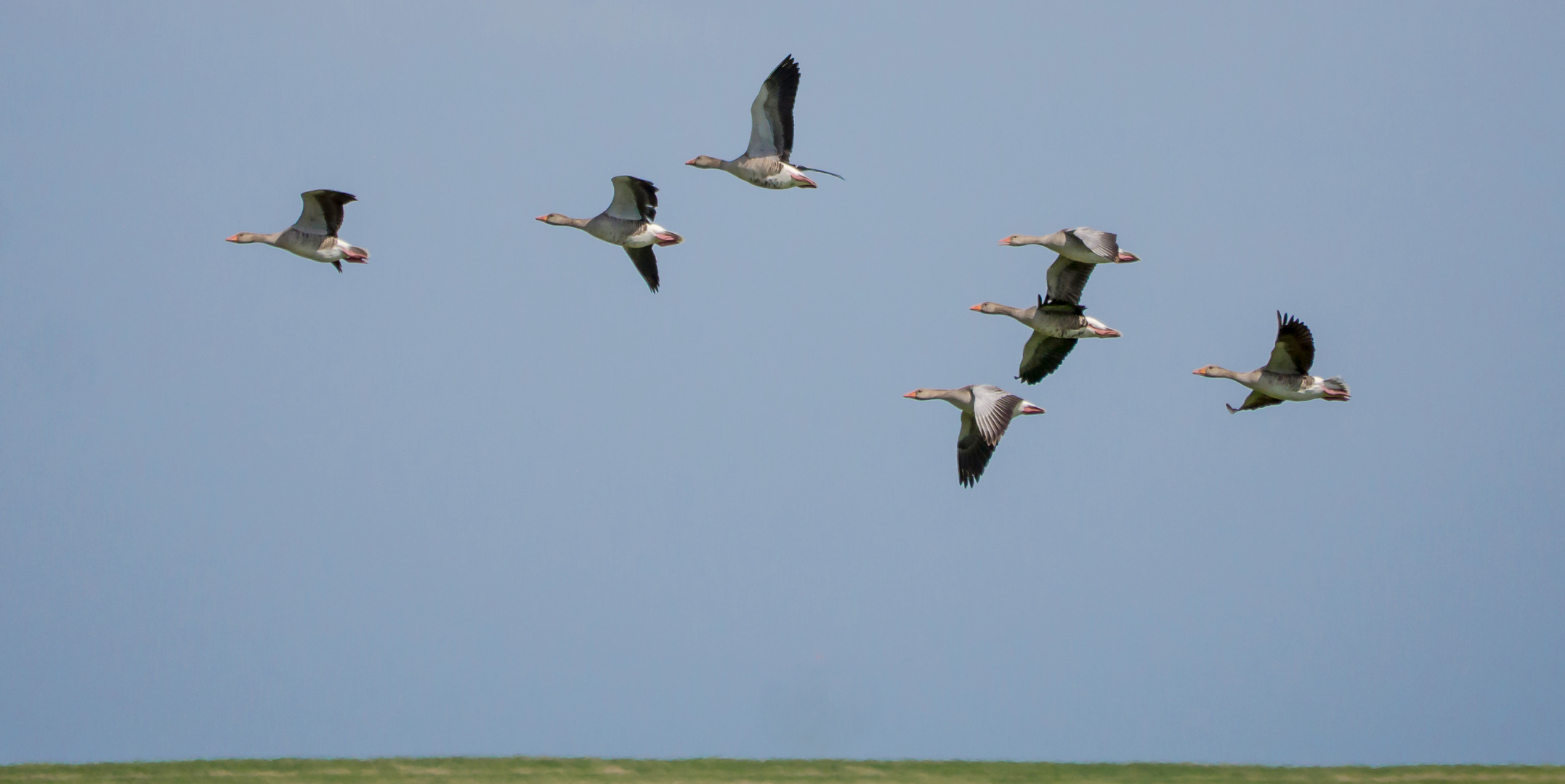 Die Gänse fliegen tief!