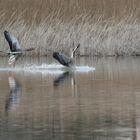 die Gänse im Landeanflug