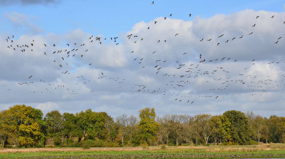 Die Gänse kommen ...