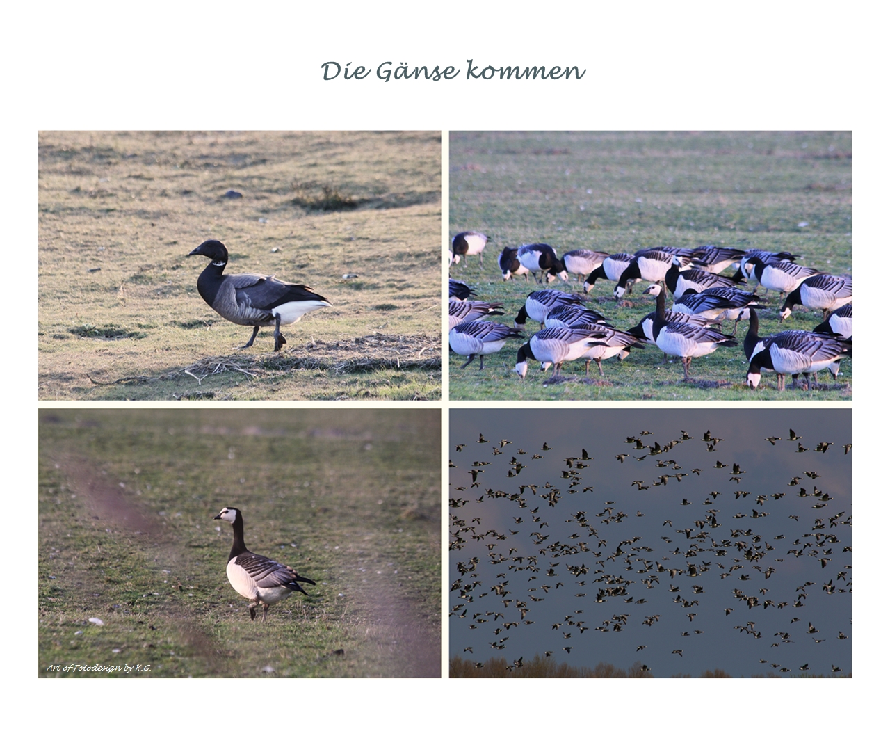 Die Gänse kommen...