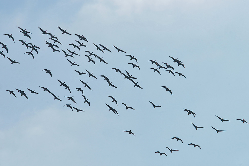 Die Gänse kommen.