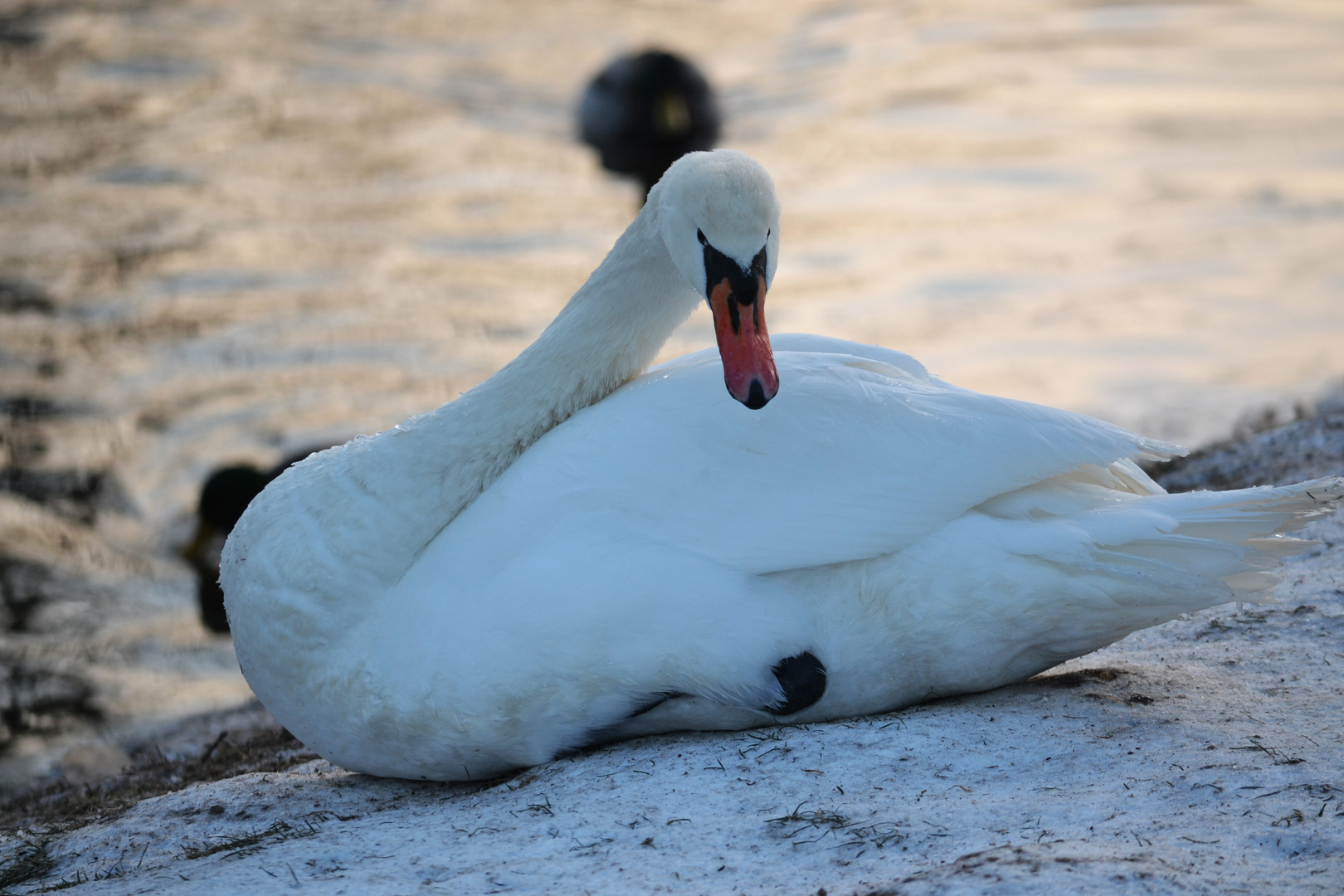 Die Gänse mögen bis zum Meer fliegen, sie werden trotzdem nicht als Schwäne zurückkehren.