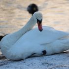 Die Gänse mögen bis zum Meer fliegen, sie werden trotzdem nicht als Schwäne zurückkehren.