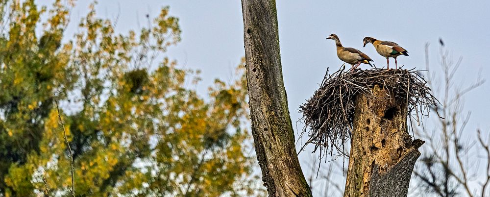 Die GÄNSE-POLIZEI hat den Überblick