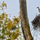 Die GÄNSE-POLIZEI hat den Überblick