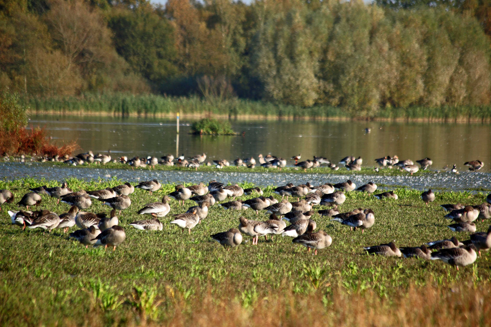 Die Gänse sind an erzählen 