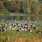 Die Gänse sind an erzählen 