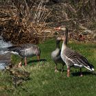 Die Gänse sind da!