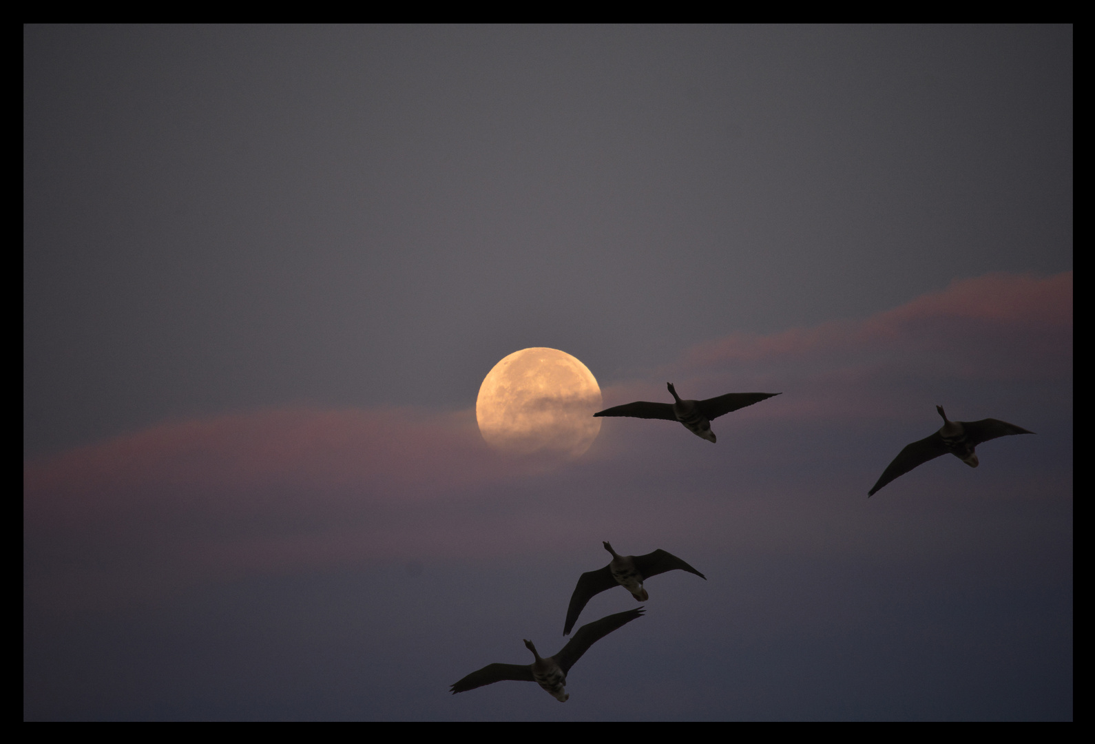 Die Gänse und der Mond