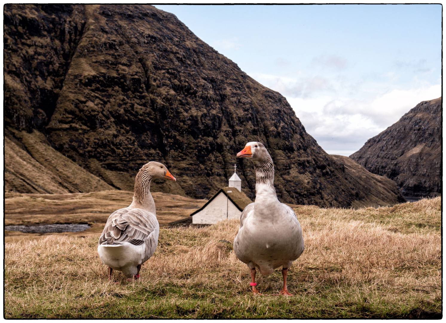 Die Gänse von Saksun