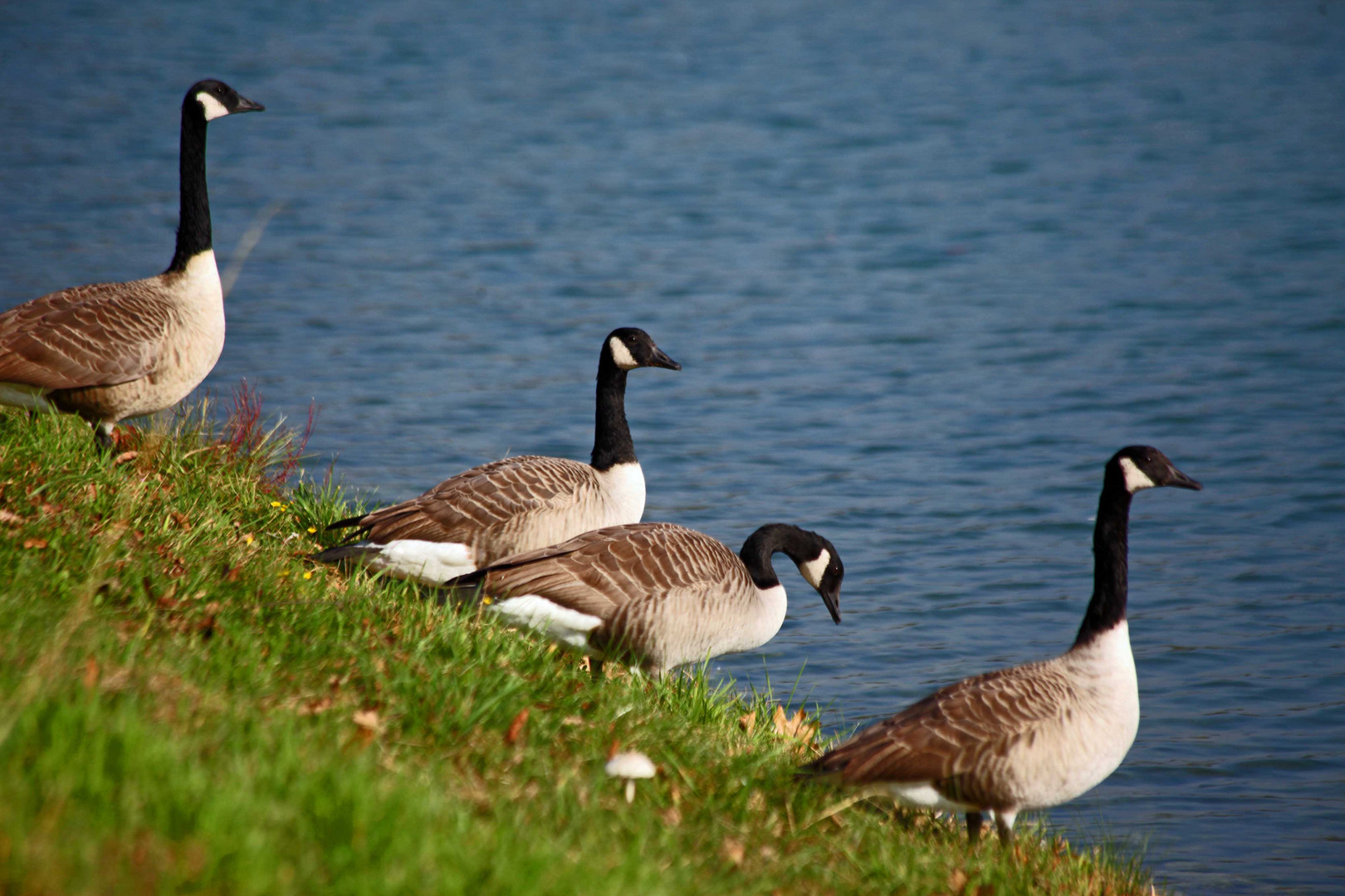 Die Gänse Warten wo Bleiben die denn 