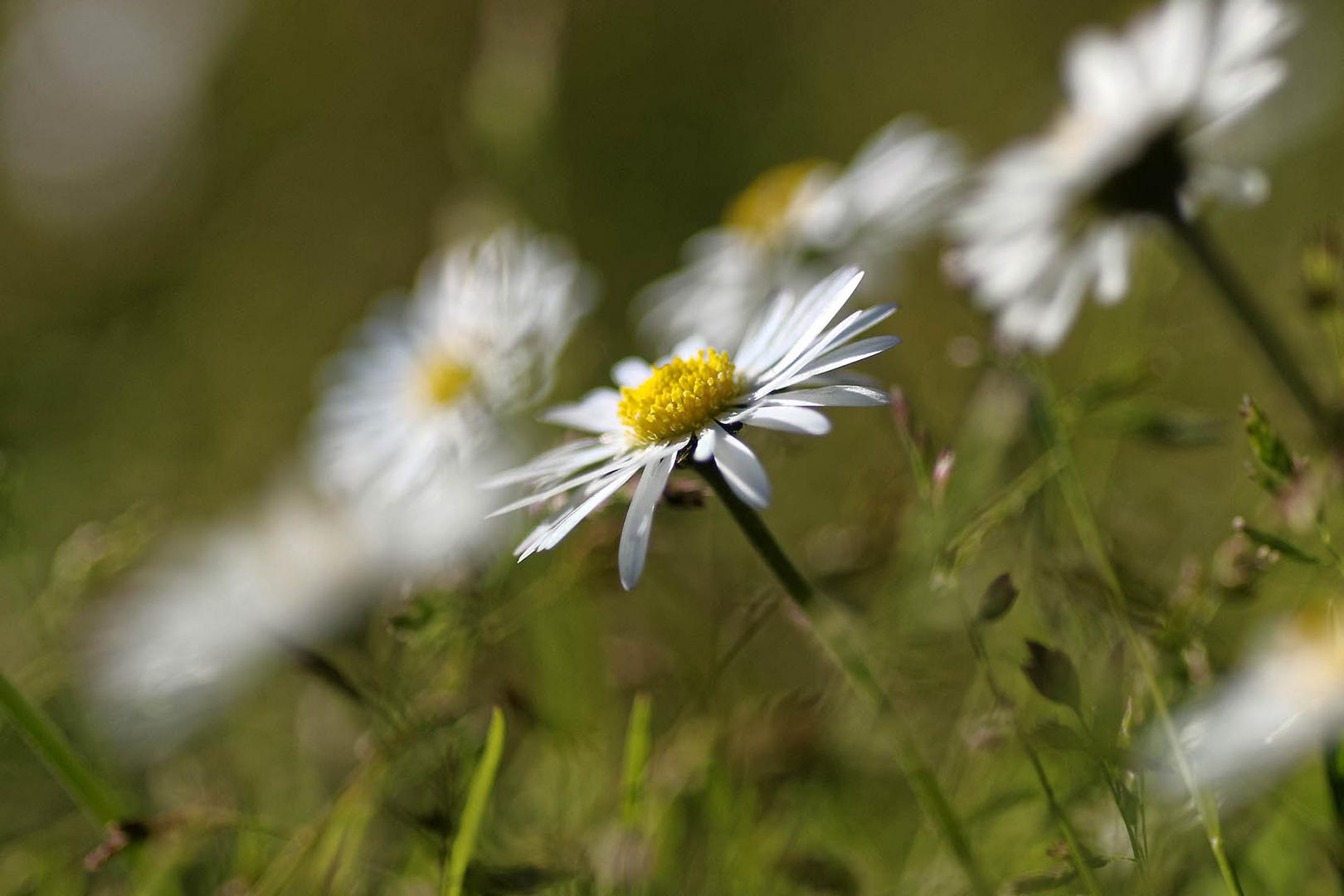 Die Gänseblümchen recken sich zur Sonne