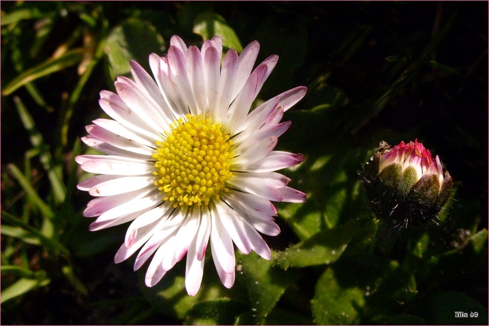 Die Gänseblümchen-Saison 2009