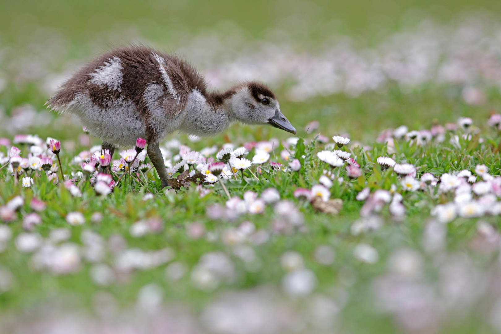 Die Gänseblümchen und das Federbällchen 